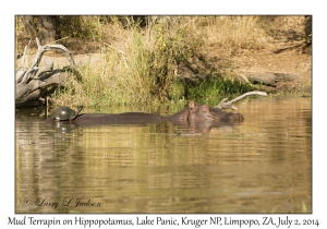 Mud Terrapin on Hippopotamus