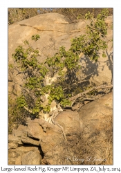 Large-leaved Rock Fig