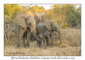 African Elephants, female & juveniles