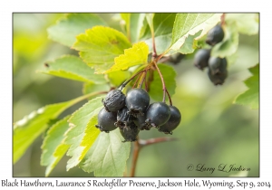 Black Hawthorn berries