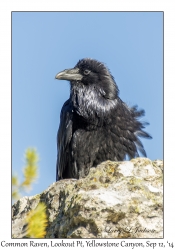 Common Raven