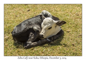 Zebu Calf