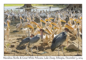Marabou Storks & Great White Pelicans