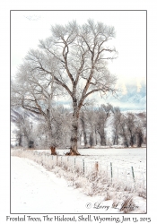 Frosted Trees & Bighorn Mountains