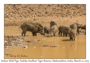 Indian Wild Pigs