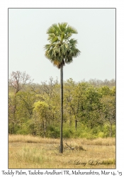 Toddy Palm