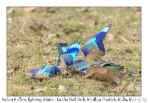 Indian Rollers