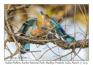 Indian Rollers