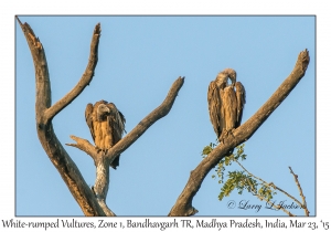 White-rumped Vultures
