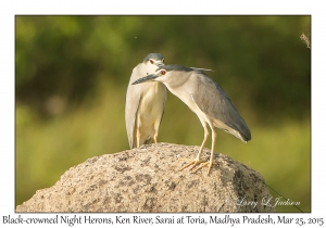Black-crowned Night Herons