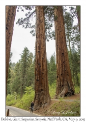 Debbie & Giant Sequoias