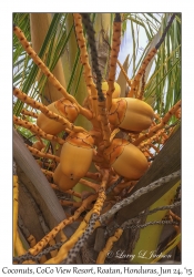 Coconuts