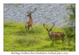 Red Stags