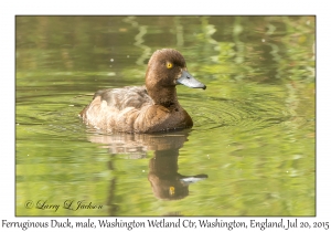 Ferruginous Duck, male