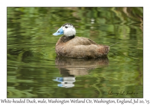 White-headed Duck, male