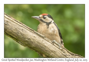 Great Spotted Woodpecker, juvenile