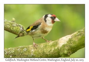 Goldfinch, male