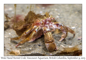 Wide Hand Hermit Crab
