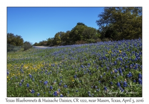 Texas Bluebonnets & Huisache Daisies