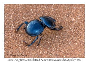 Dune Dung Beetle