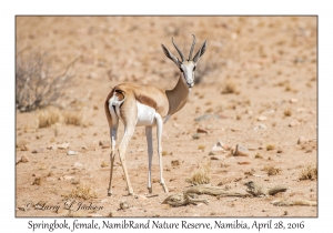 Springbok, female