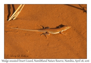 Wedge-snouted Desert Lizard