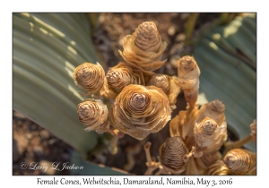 Welwitschia, female cones