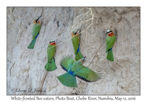 White-fronted Bee-eaters
