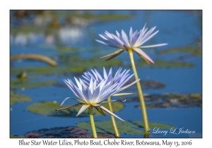 Blue Star Water Lilies