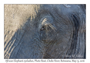 African Elephant eyelashes