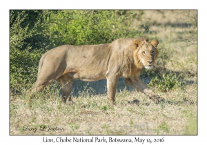Lion, male