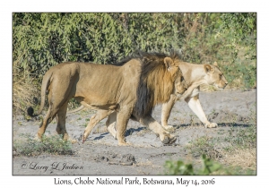 Lions, male & female