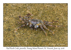 Red Rock Crab, juvenile