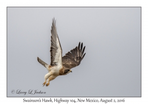 Swainson's Hawk