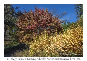 Fall Foliage