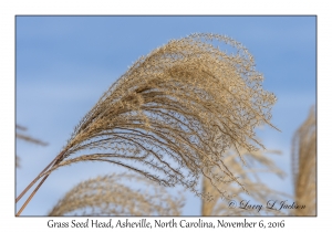 Grass Seed Head