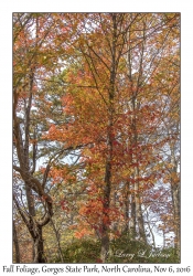 Fall Foliage