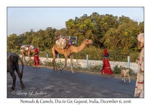 Nomads & Camels