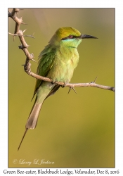 Green Bea-eater