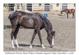 Kathiawari Horse
