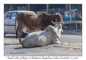Road Cattle