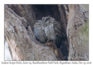 Indian Scops Owls