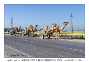 Camel Carts