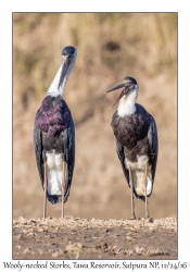 Wooly-necked Storks