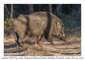 Indian Wild Pig