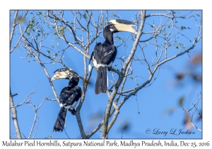 Malabar Pied Hornbills