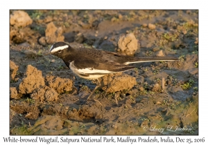 White-tailed Wagtail