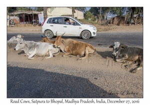 Road Cows