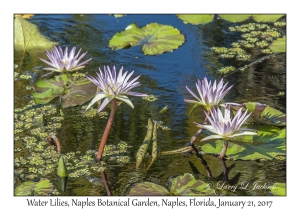 Water Lilies