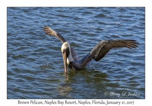 Brown Pelican